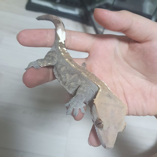 다크 카푸치노