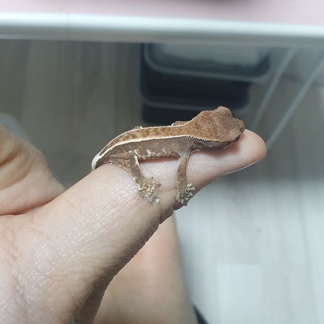 카푸치노 텐저린 풀핀