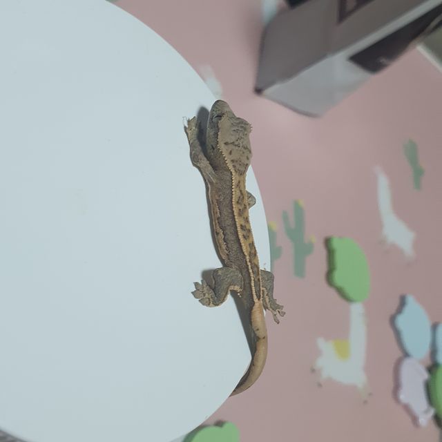 노멀 풀핀