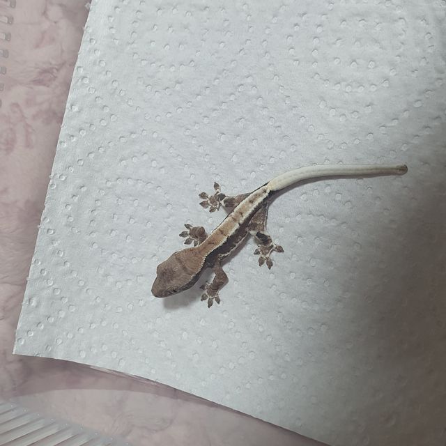 프라푸치노