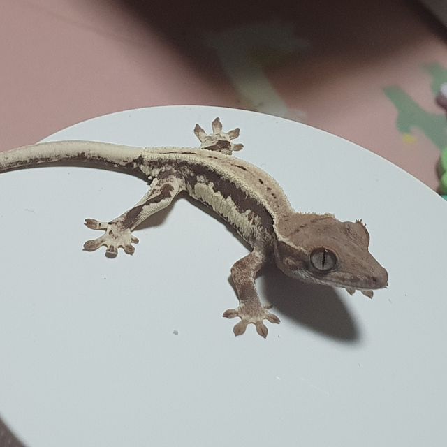 프라푸치노
