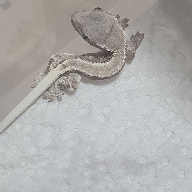 프라푸치노