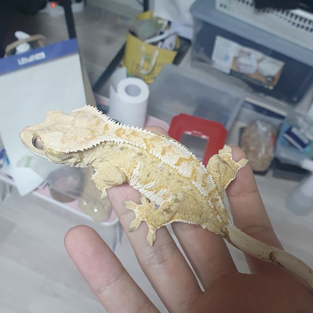 트라이