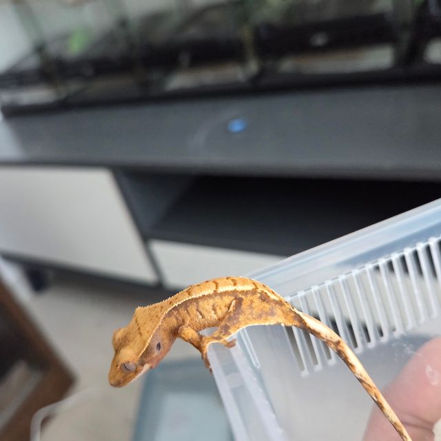 트라이 레드 익스트림할리퀸