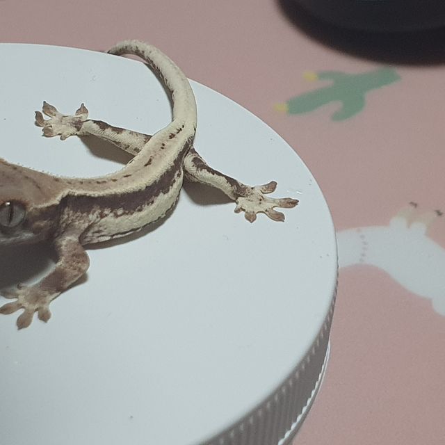 프라푸치노