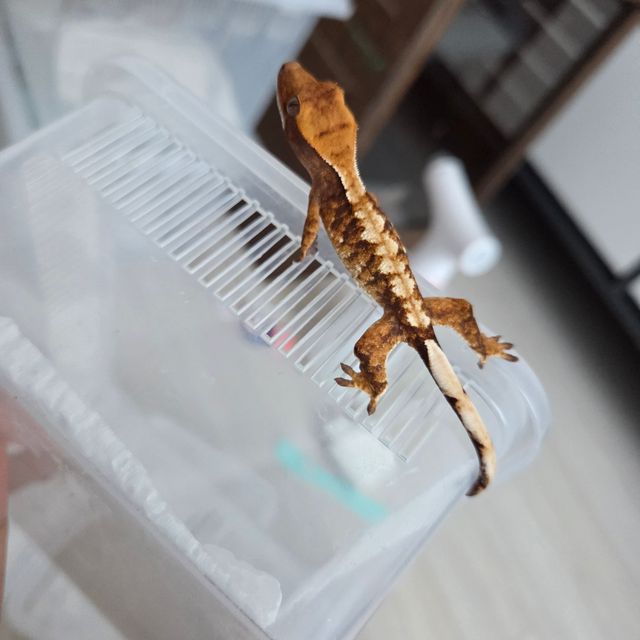 트라이 익스트림할리퀸 화이트스팟 텐저린