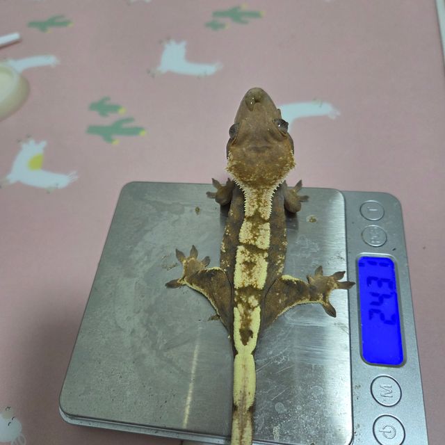 세이블 텐저린