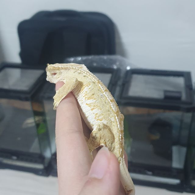 트라이