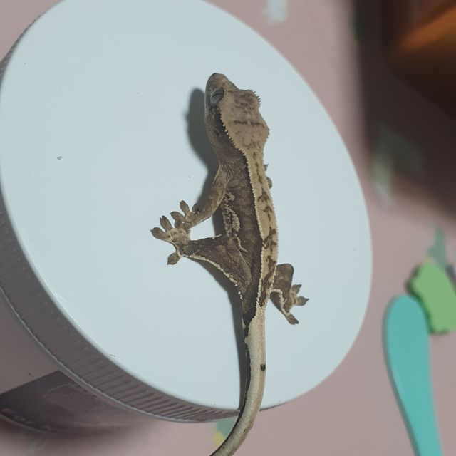 크림시클 쿼드