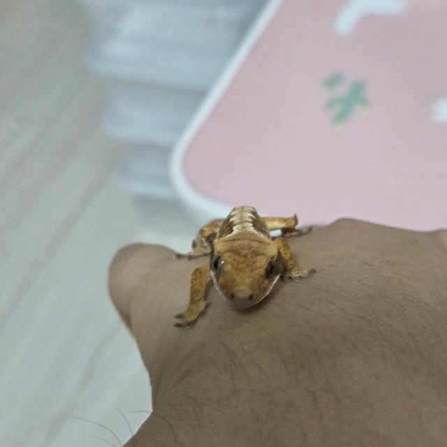 트라이 익스트림할리퀸 화이트스팟 텐저린