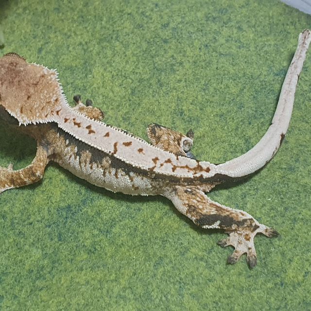 트라이 텐저린