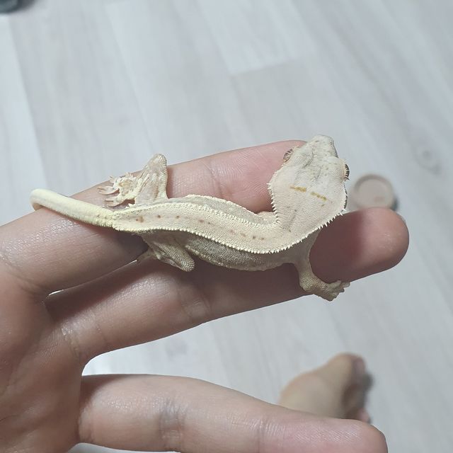 릴리화이트