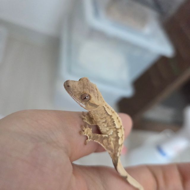 크림시클