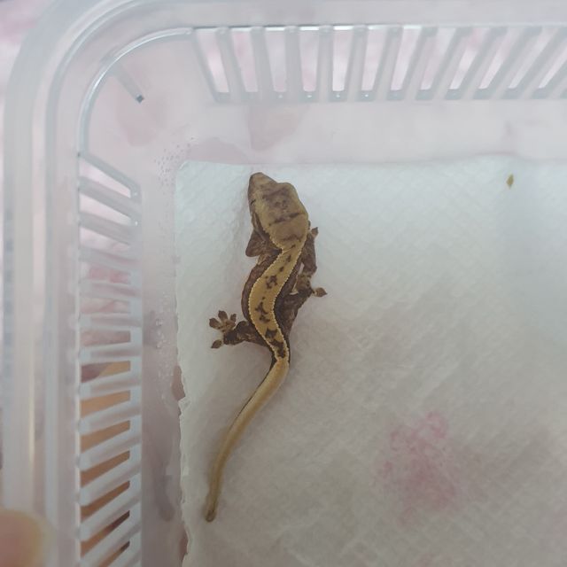 크림시클