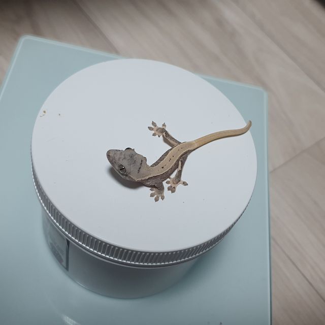 릴리화이트 스트로베리