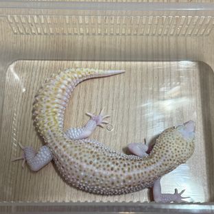알비노