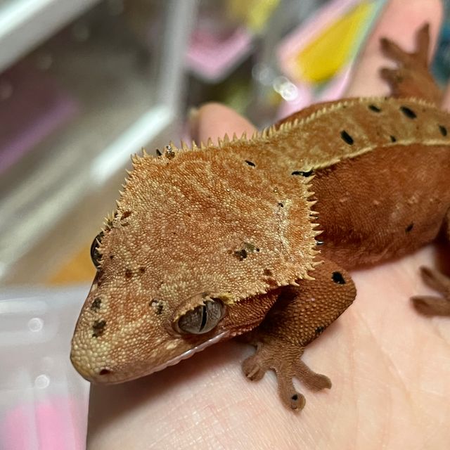 달마시안 슈퍼달마시안 레드