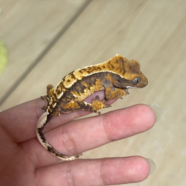 노멀 트라이 익스트림할리퀸 할리퀸 화이트핀 화이트포트홀