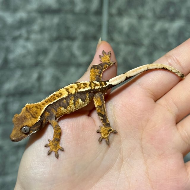 노멀 트라이 익스트림할리퀸 할리퀸 화이트핀 화이트포트홀