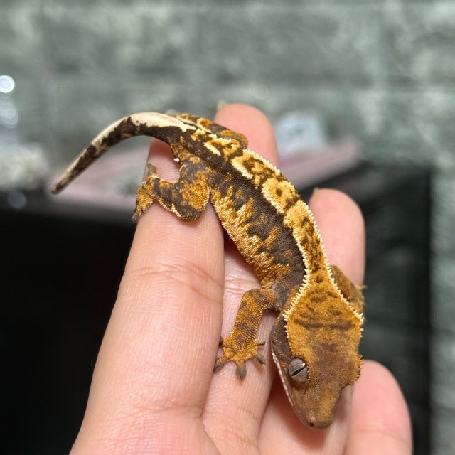 노멀 트라이 익스트림할리퀸 할리퀸 화이트핀 화이트포트홀