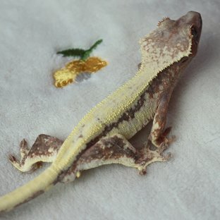 릴리 세이블