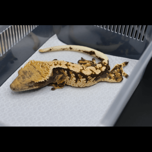 노멀 트라이 익스트림할리퀸