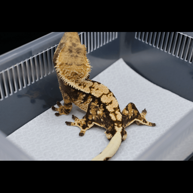 노멀 트라이 익스트림할리퀸