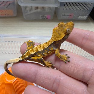 트라이 익스트림할리퀸 화이트포트홀
