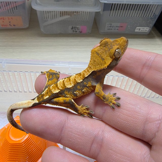 트라이 익스트림할리퀸 화이트포트홀