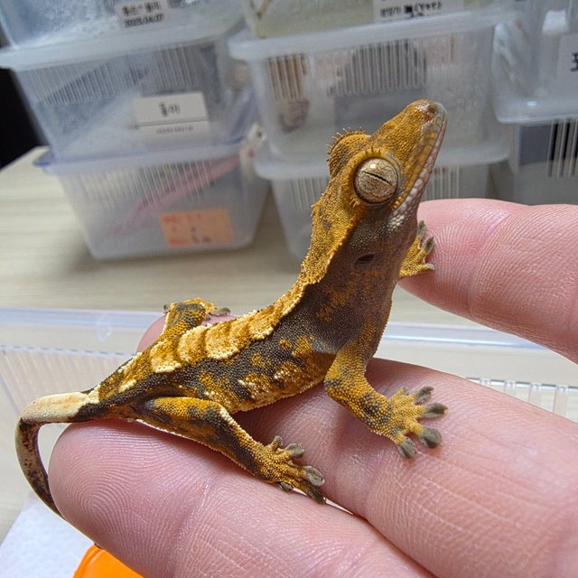 트라이 익스트림할리퀸 화이트포트홀