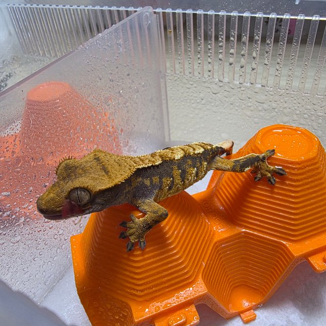 트라이 익스트림할리퀸 화이트포트홀