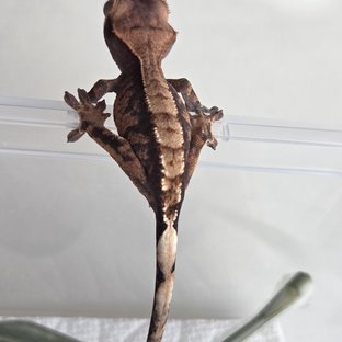 카푸치노 익스트림할리퀸