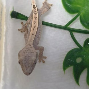 노멀