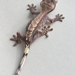 카푸치노 익스트림할리퀸