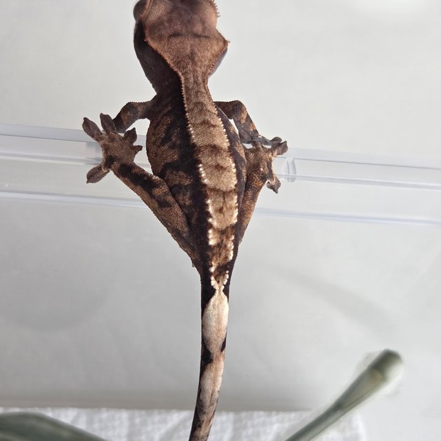 카푸치노 익스트림할리퀸