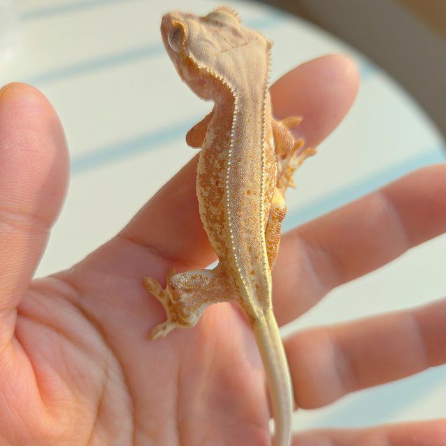 릴리화이트 레드