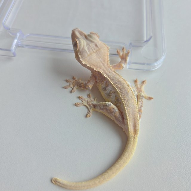 릴리화이트 크림 익스트림할리퀸