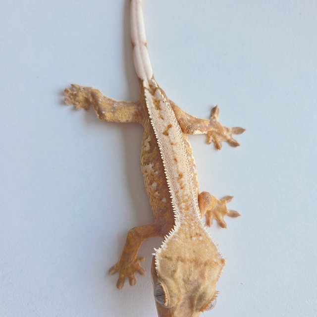 노멀 트라이 할리퀸