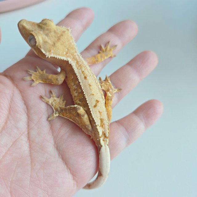 노멀 트라이 할리퀸