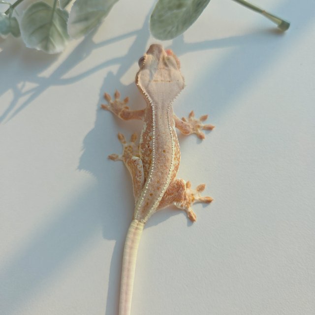 릴리화이트 레드