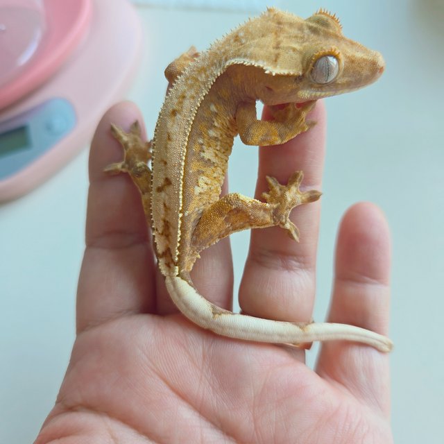 노멀 트라이 할리퀸