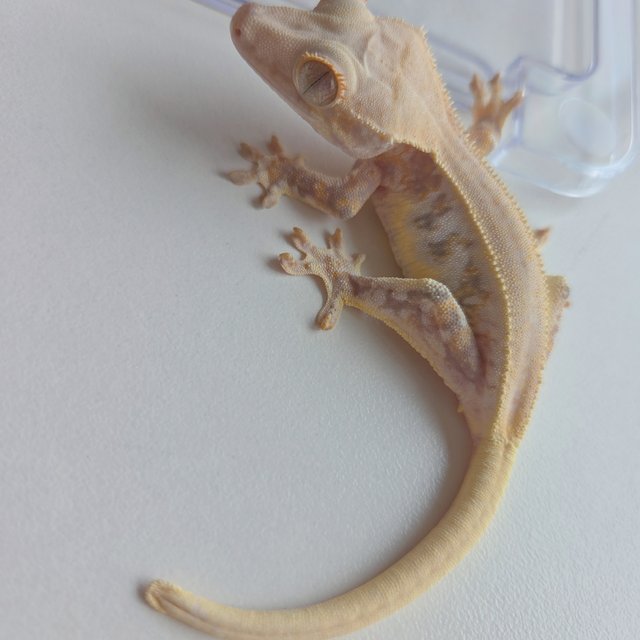 릴리화이트 크림 익스트림할리퀸