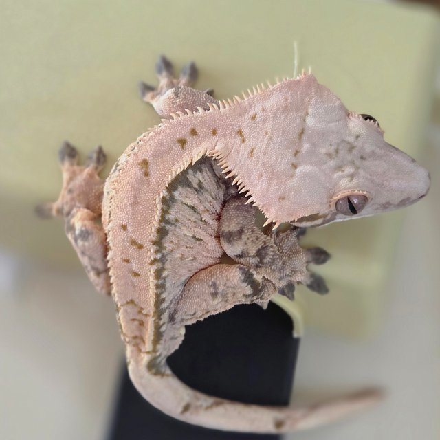 노멀 트라이 익스트림할리퀸