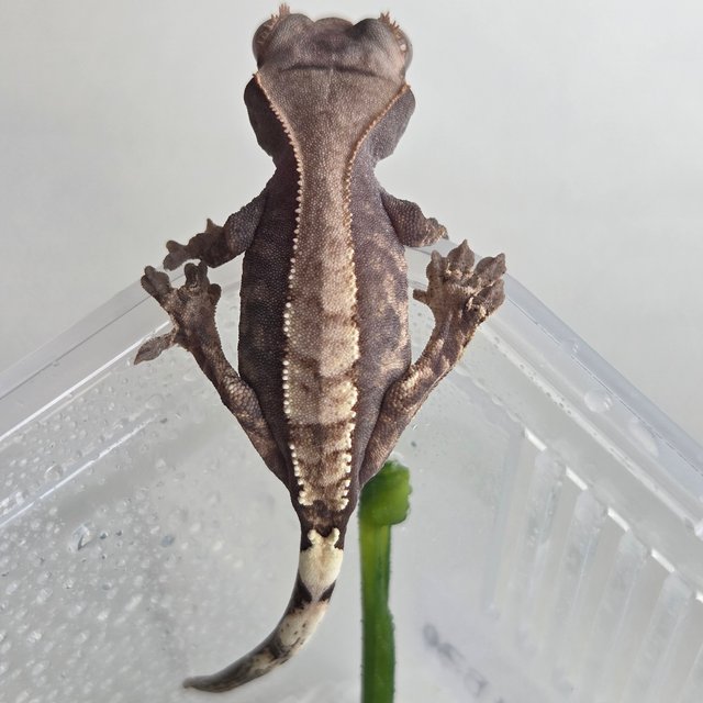 카푸치노 익스트림할리퀸