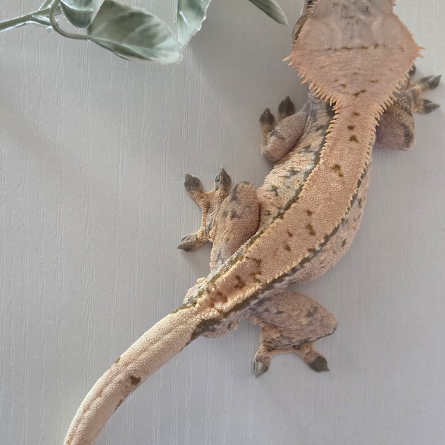 노멀 트라이 익스트림할리퀸