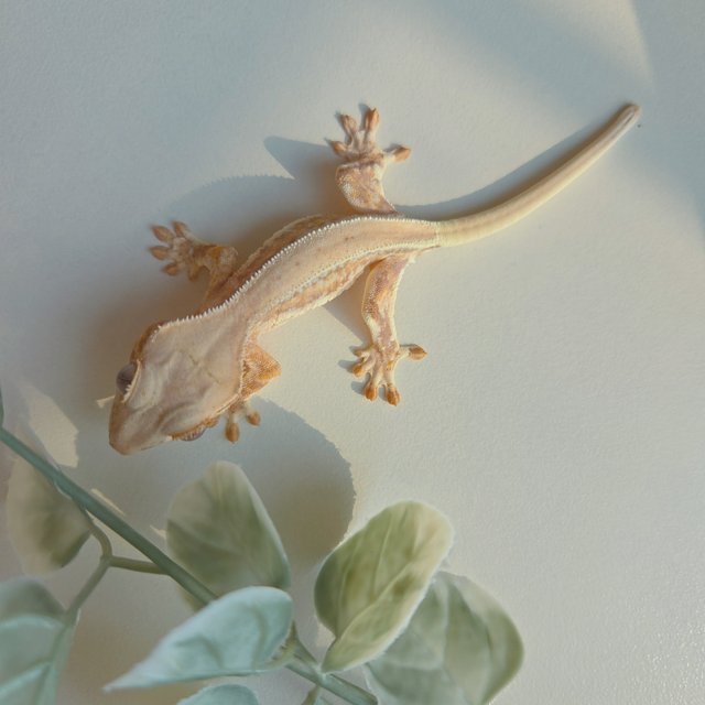 릴리화이트 크림