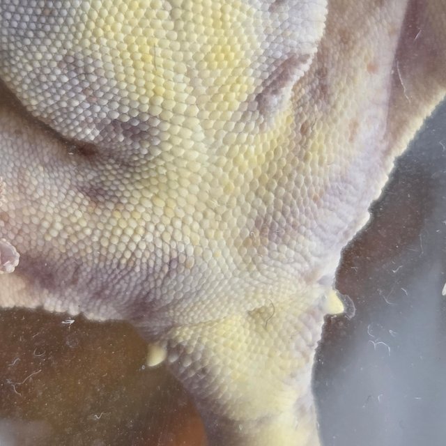 릴리화이트 크림 익스트림할리퀸