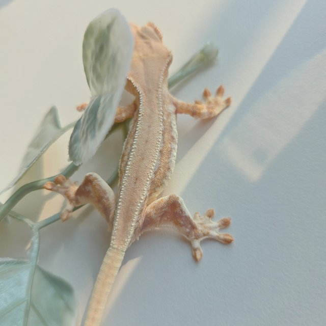 릴리화이트 크림