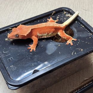 릴리화이트 팬텀 레드
