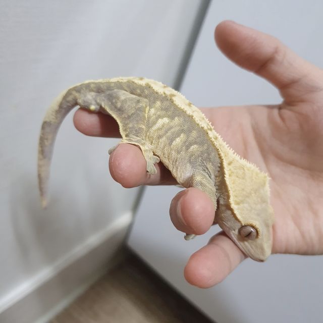 노멀 트라이 할리퀸